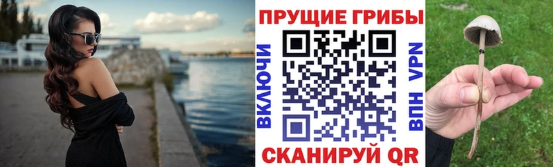 Купить  Новосокольники  Псилоцибиновые грибы прущие грибы 